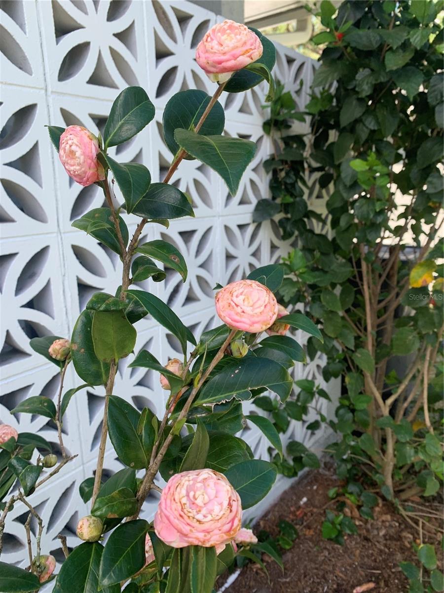 Flowers in bloom