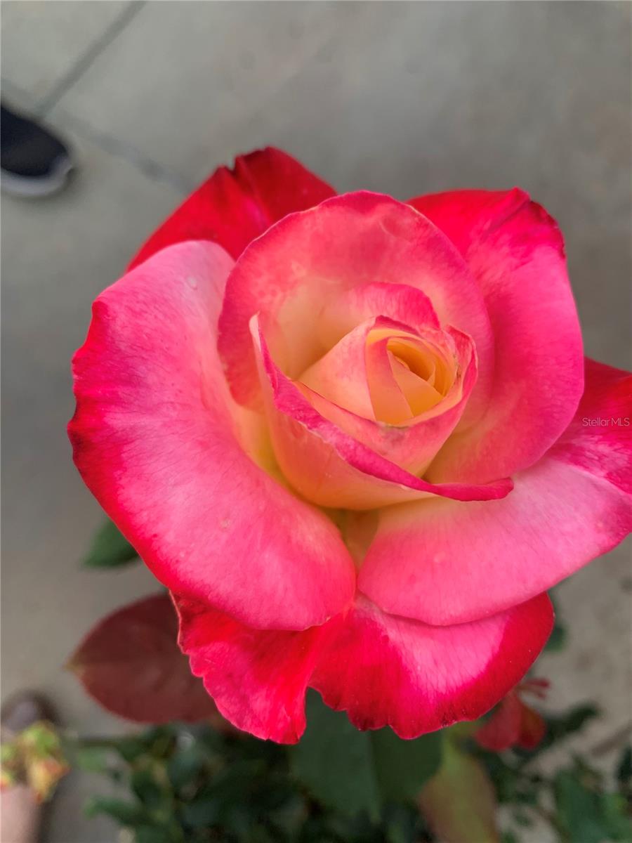 Flowers in bloom