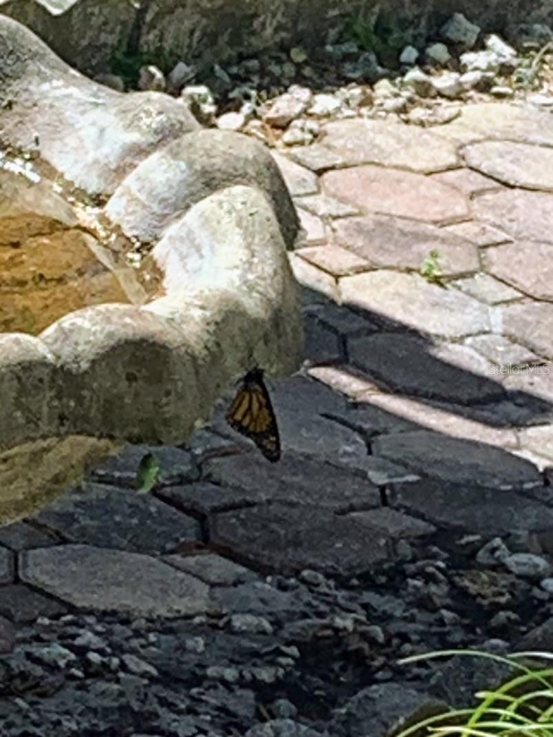 Monarch butterfly