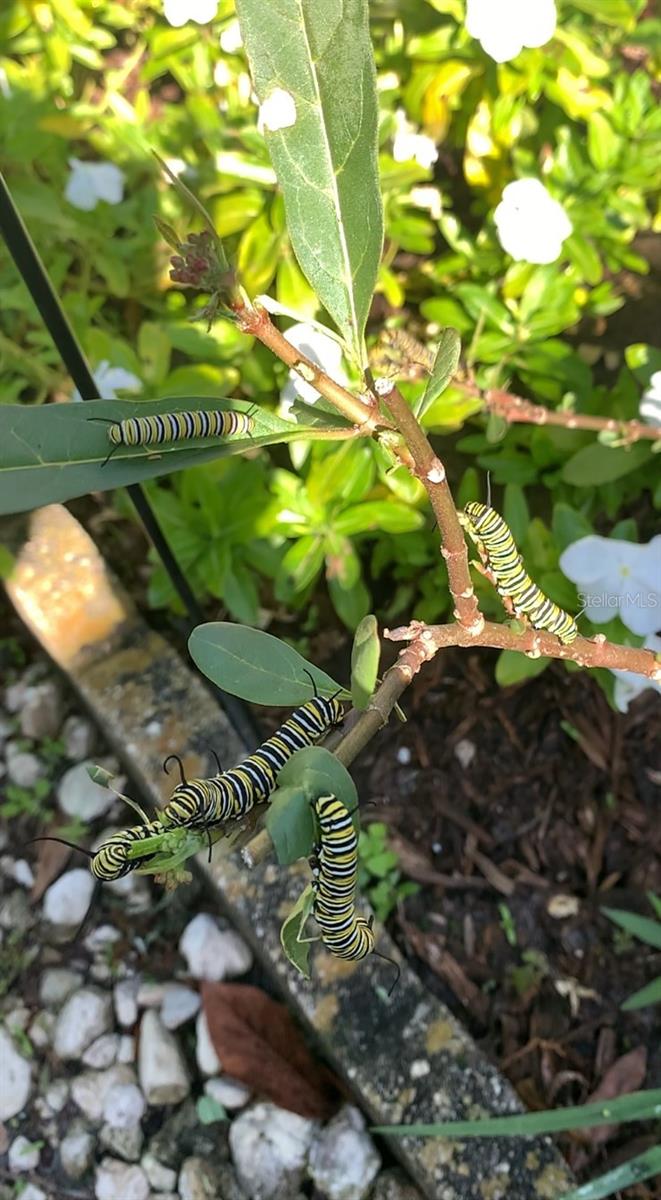 Monarch caterpillars
