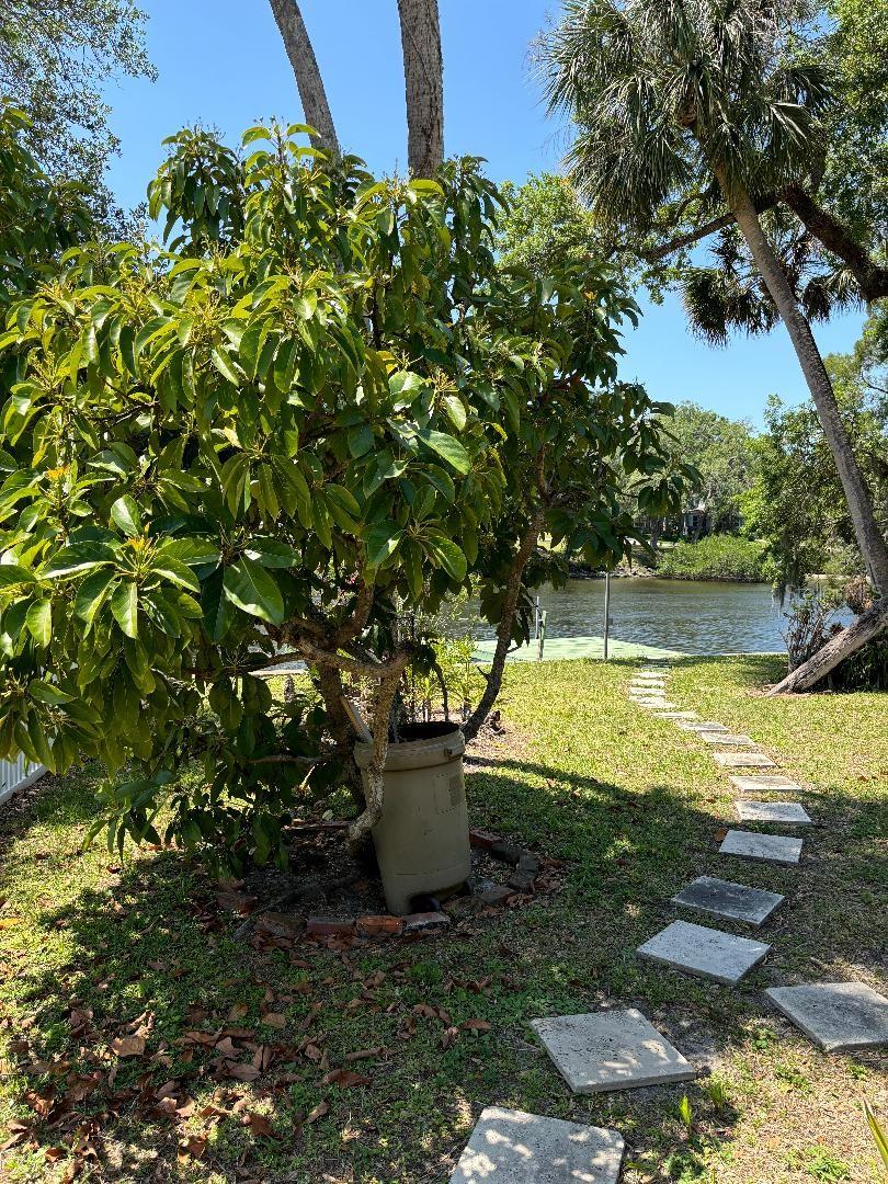 Fruit Bearing Avocado Tree