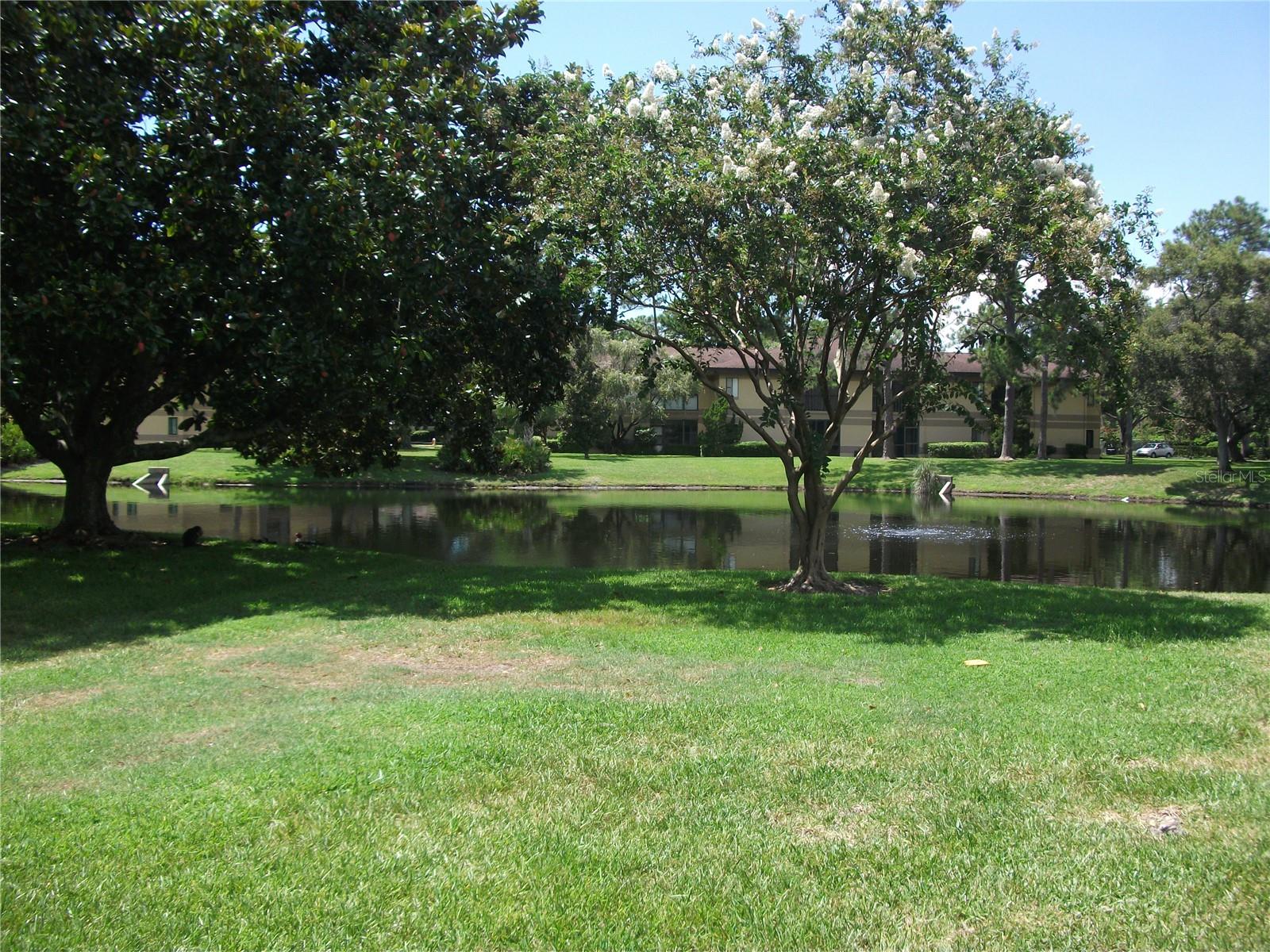 Backyard view