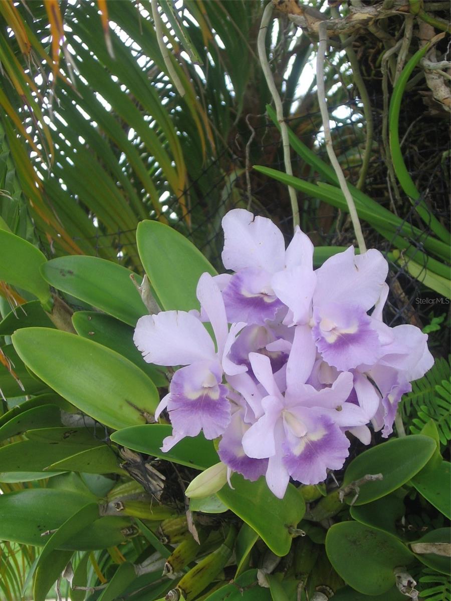 BEAUTIFUL ORCHIDS IN YARD