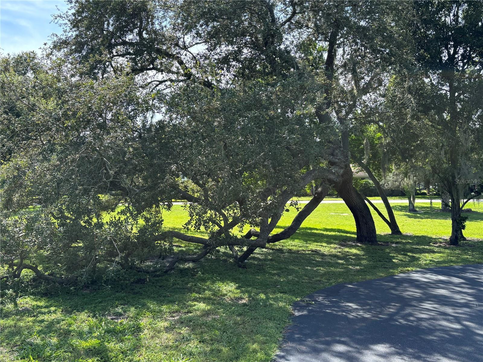 Tree in the park