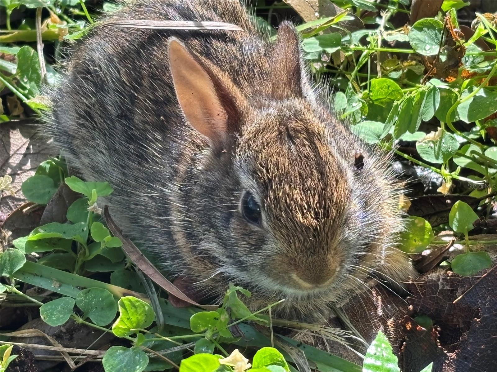 Bunny