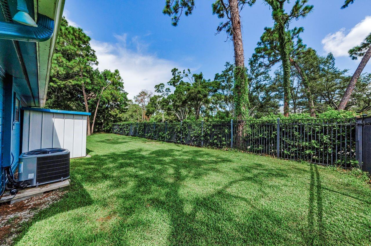 Back yard, north fence area.