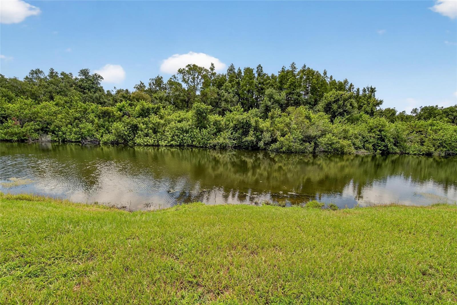 Rear of creek view#2