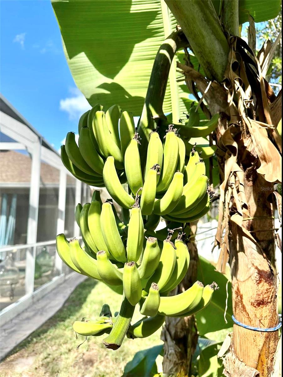 Enjoy your homegrown bananas