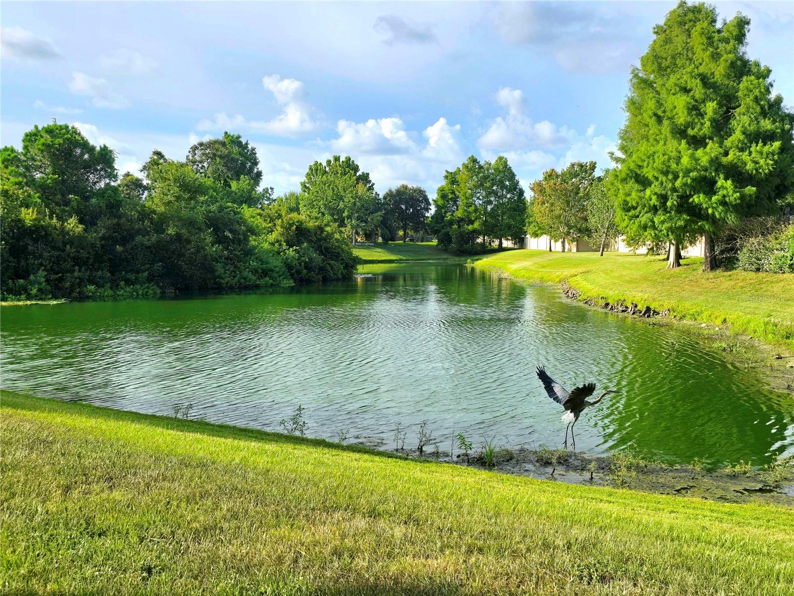 Your Pond