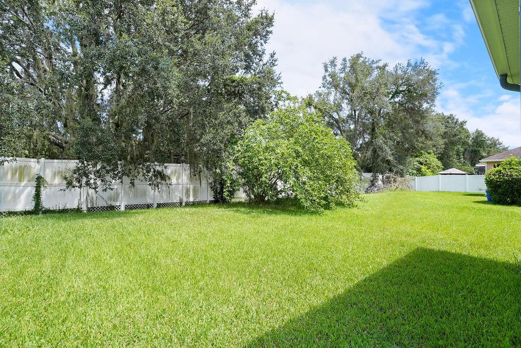 Backyard photo