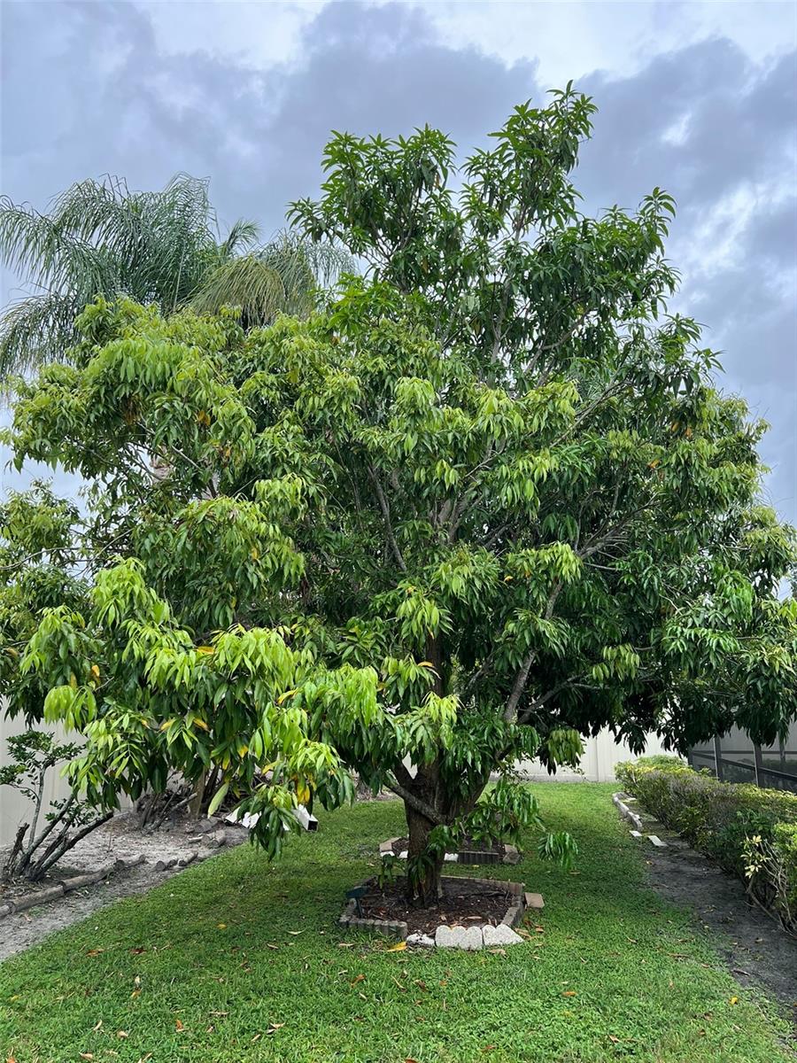 Lichee fruit tree