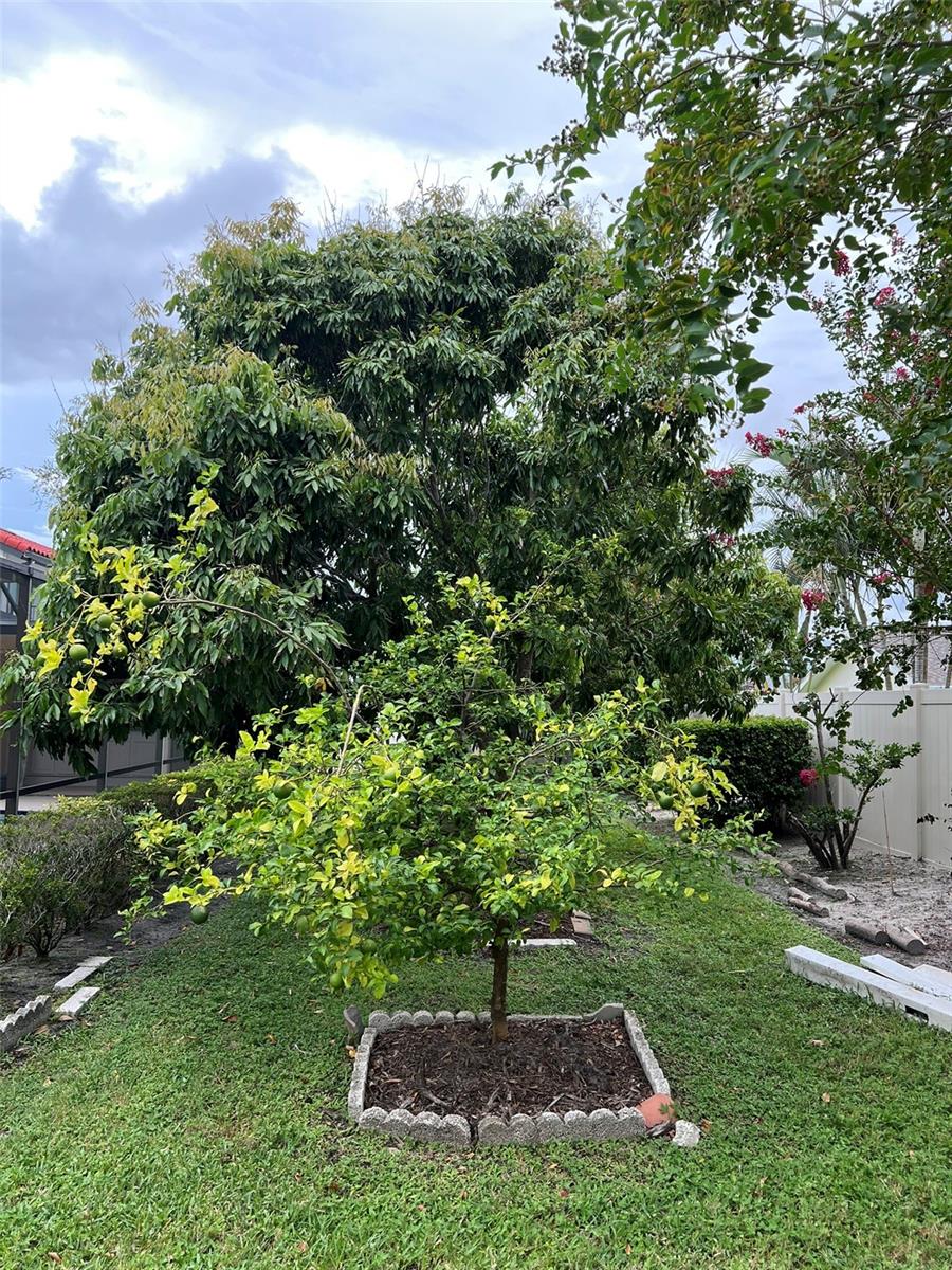 Lichee and lime tree