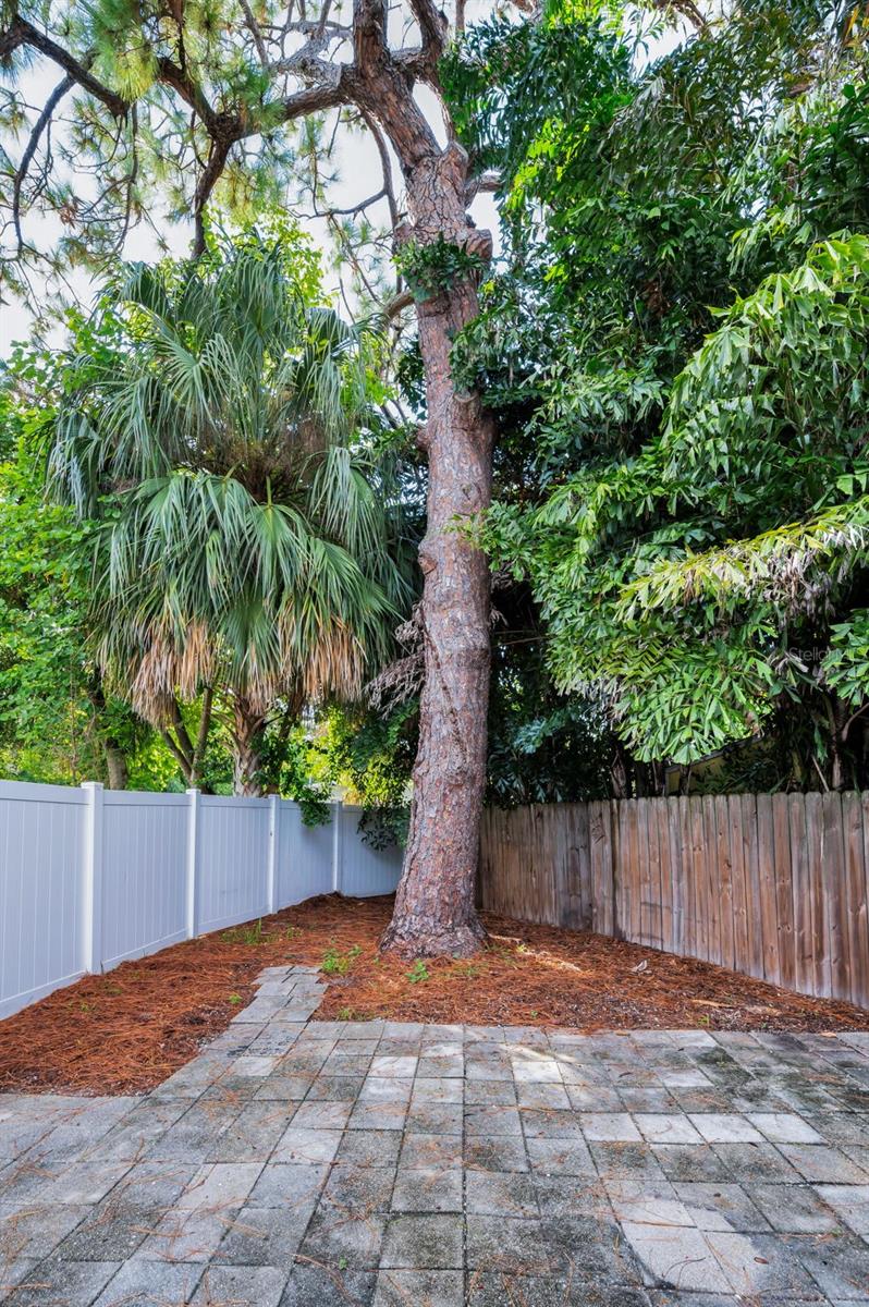 Patio/Backyard