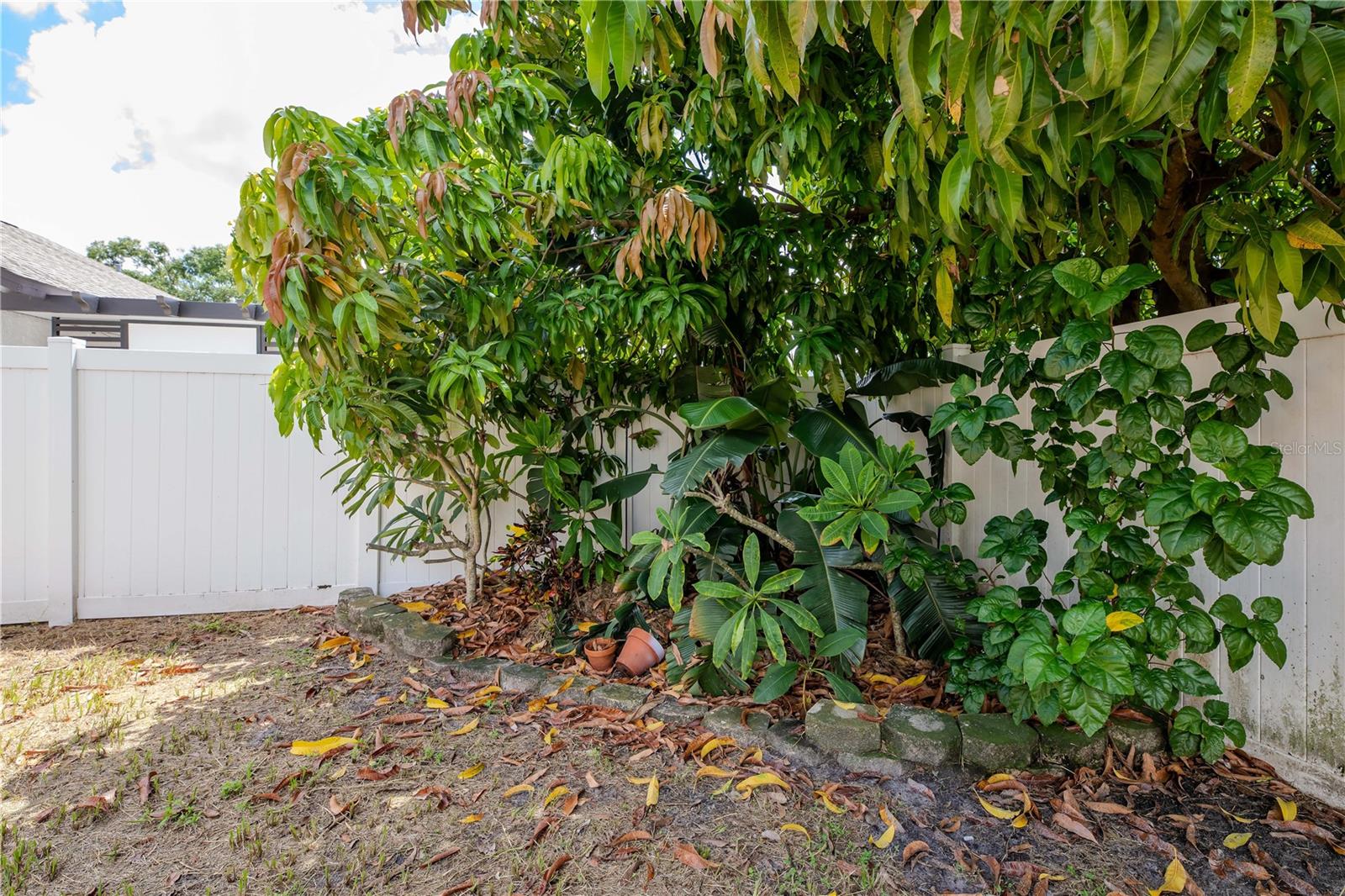 Back porch and views of  fruit trees - avocado and mango