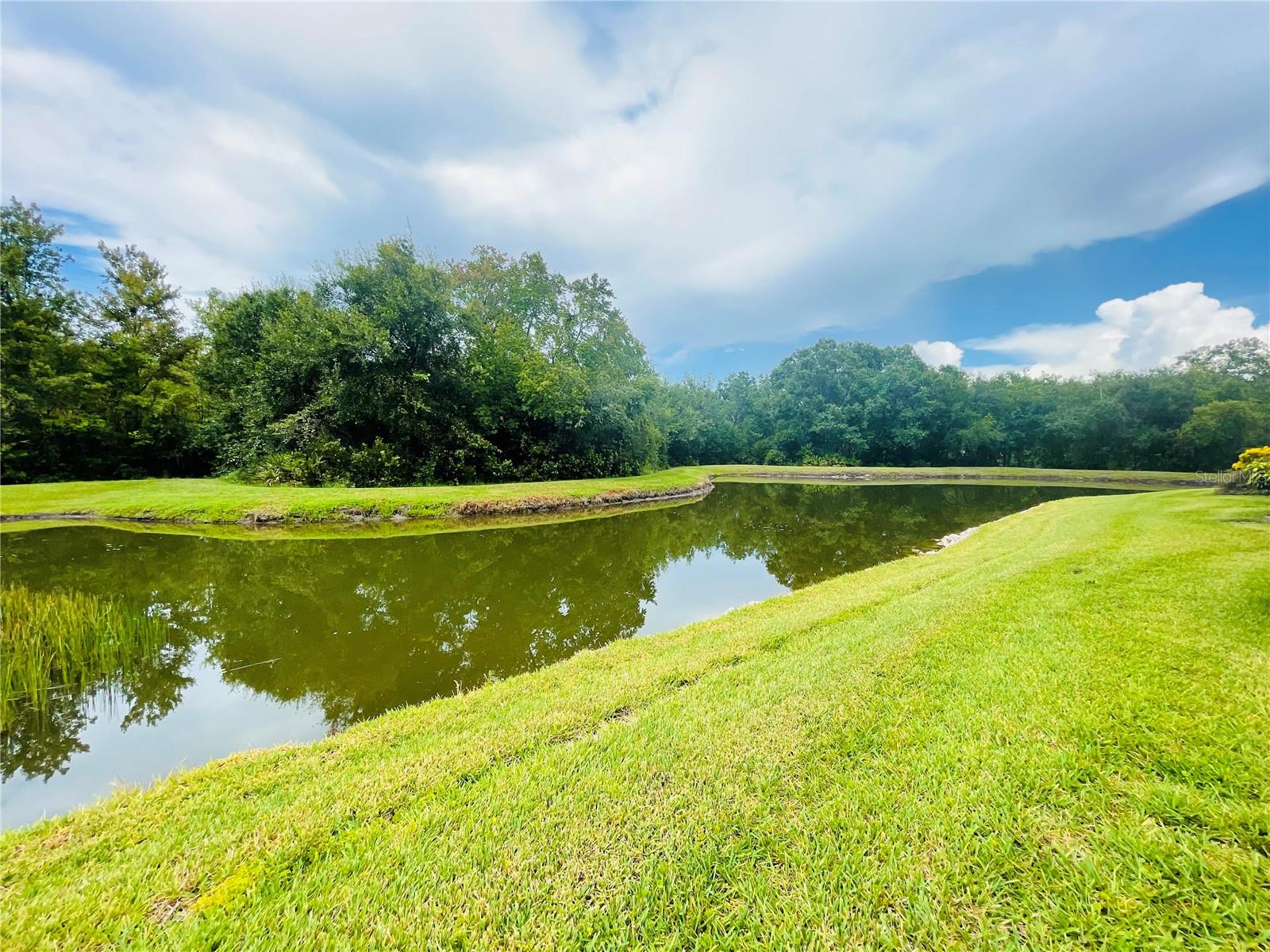Pond view
