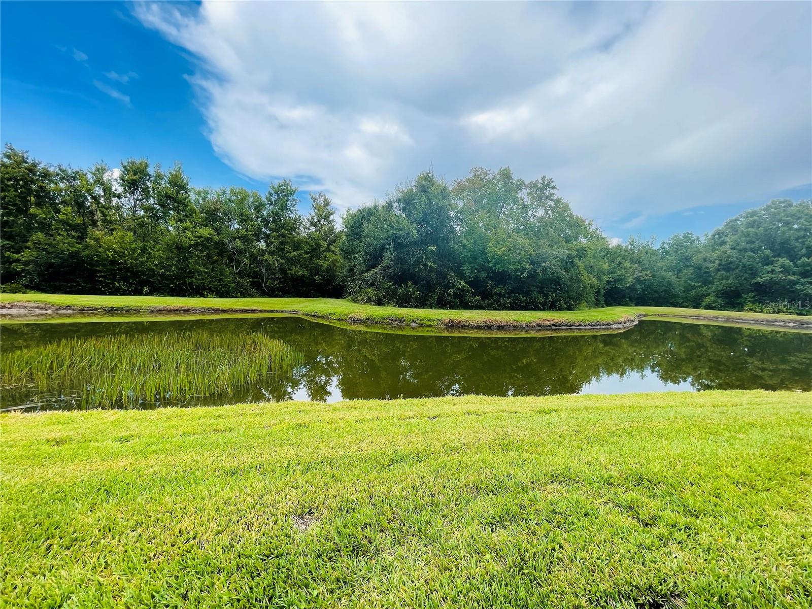 Pond view