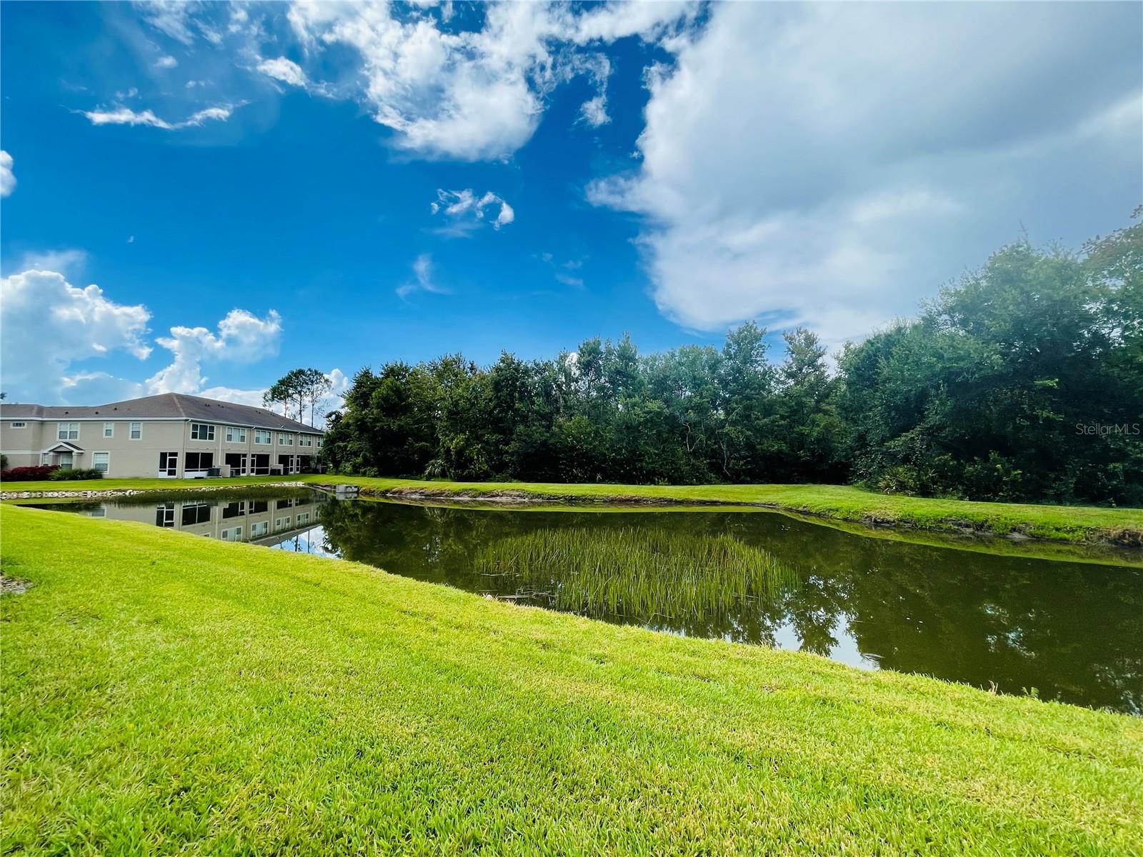 Pond view