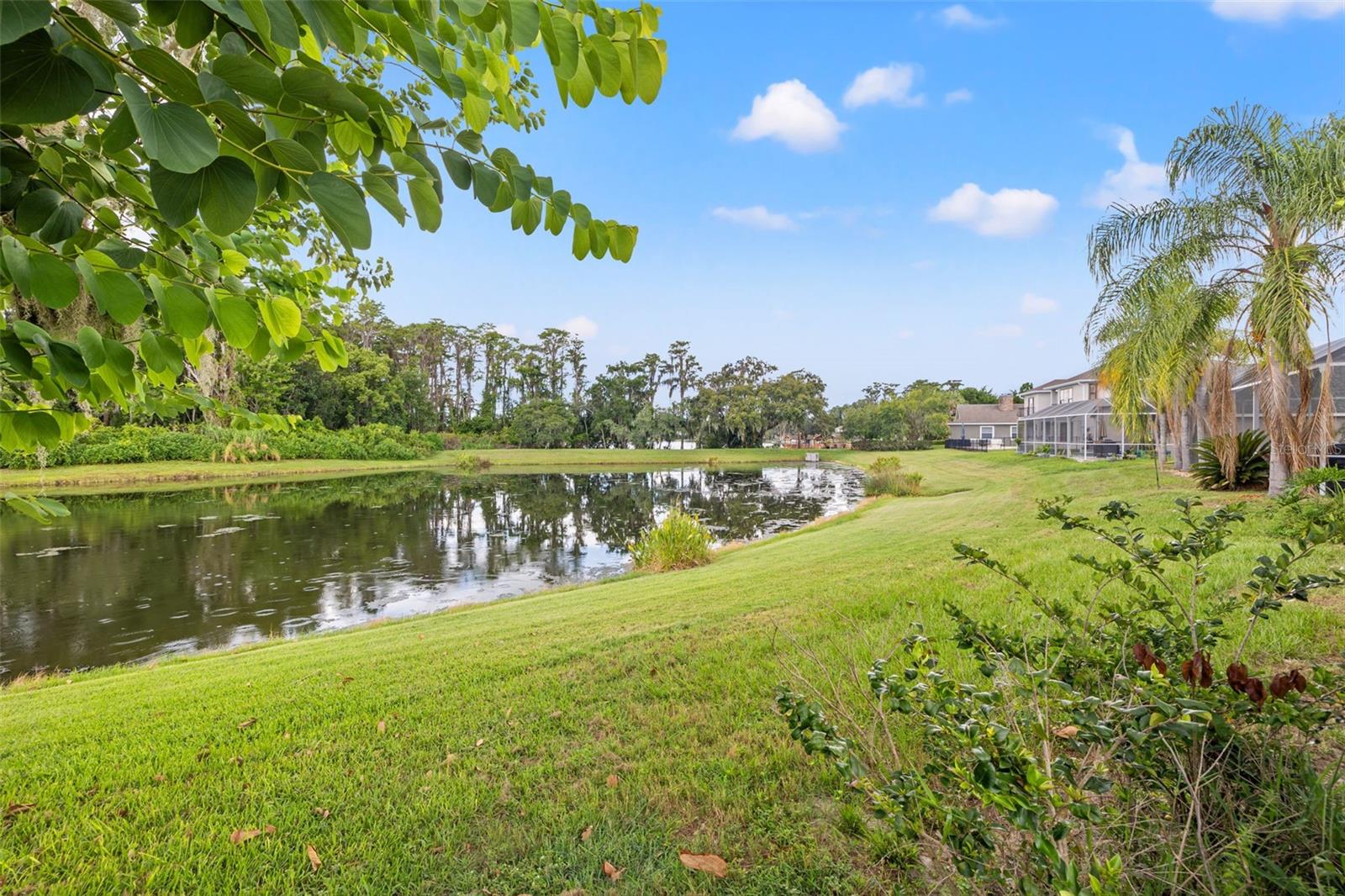 Pond View