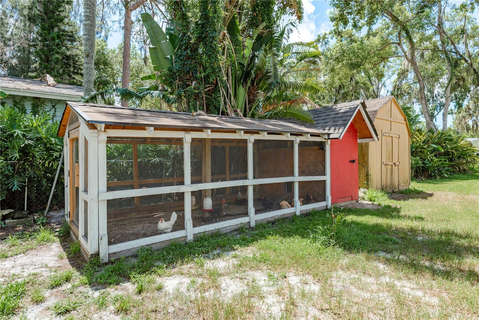 Yes, you can have your own Chickens!