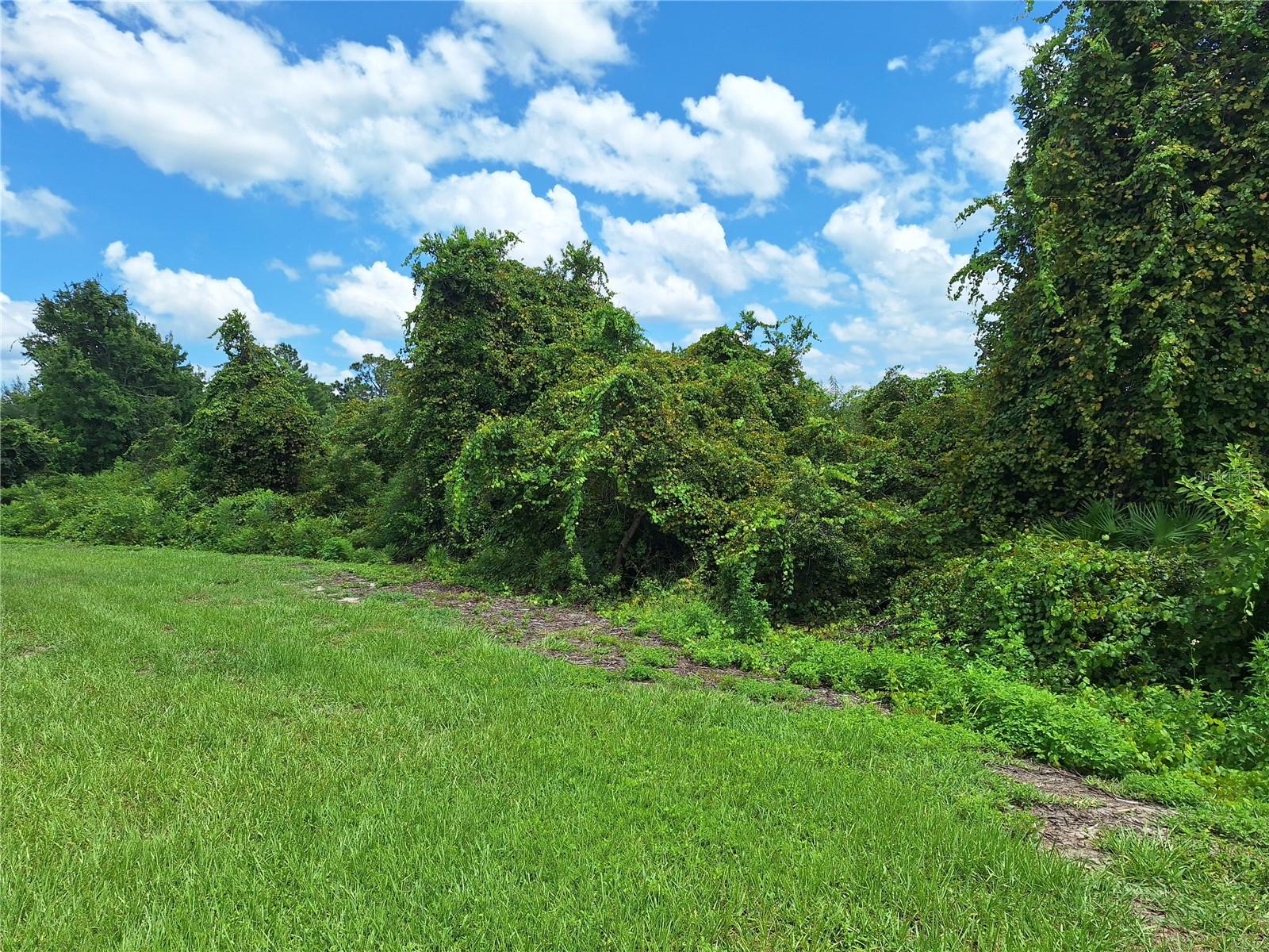 Conservation View behind the home