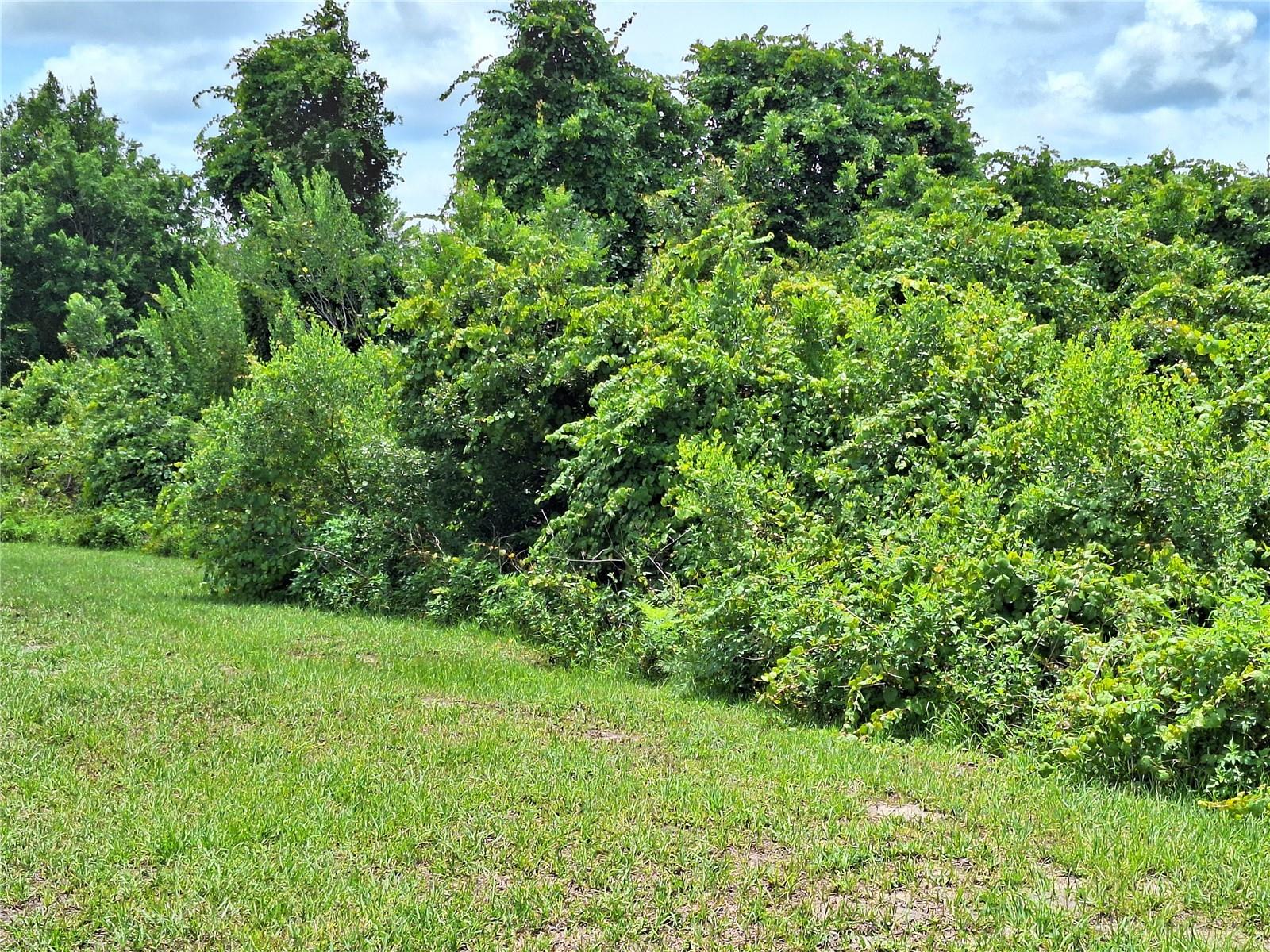 Conservation Area behind your home
