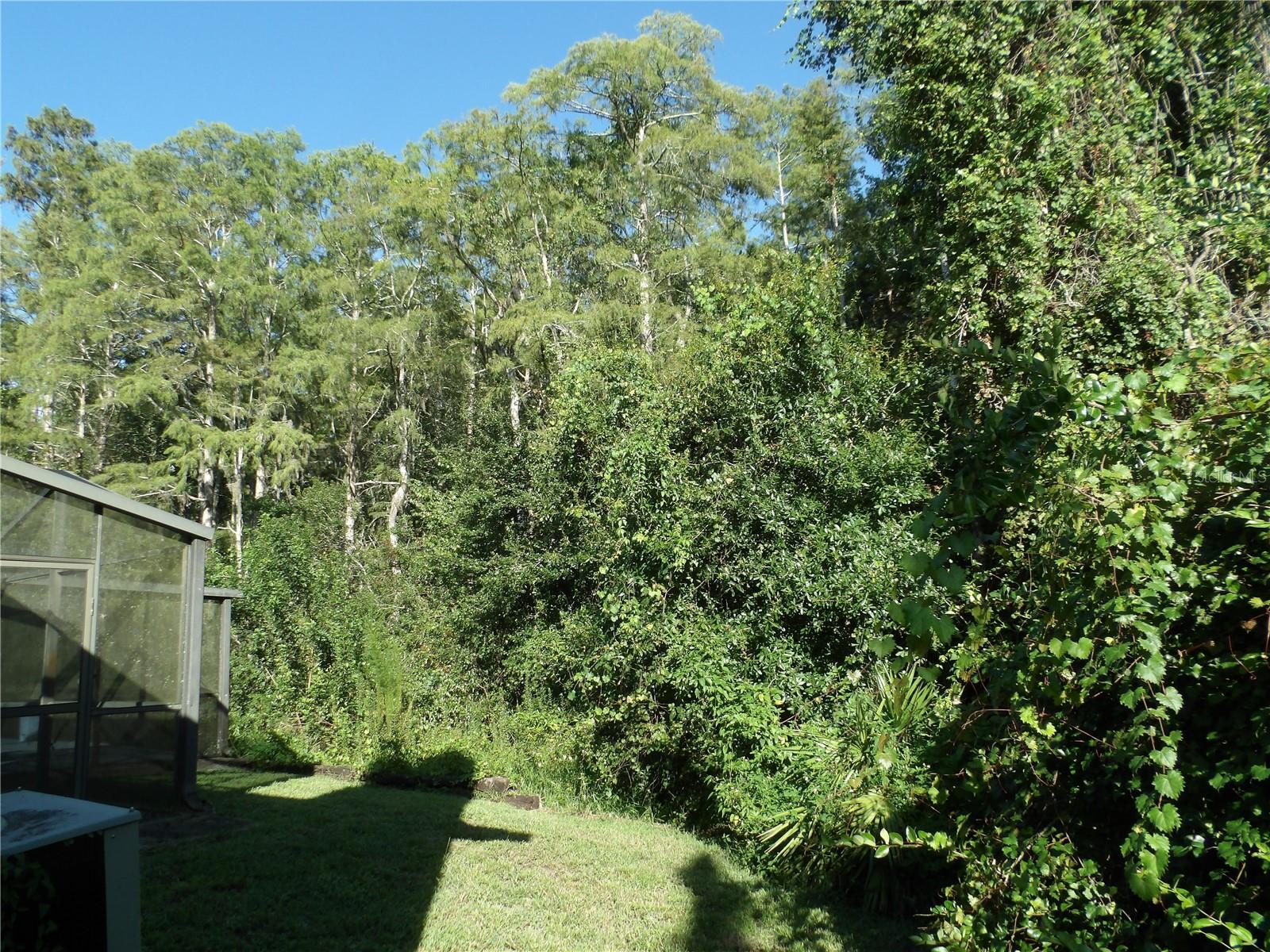 Cypress Trees behind house