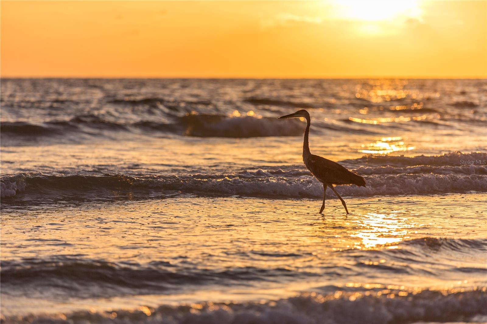 Honeymoon Island State Park