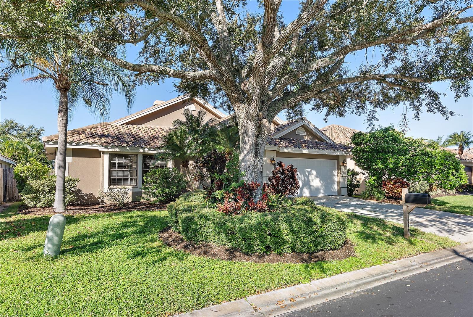 Large majestic live oak