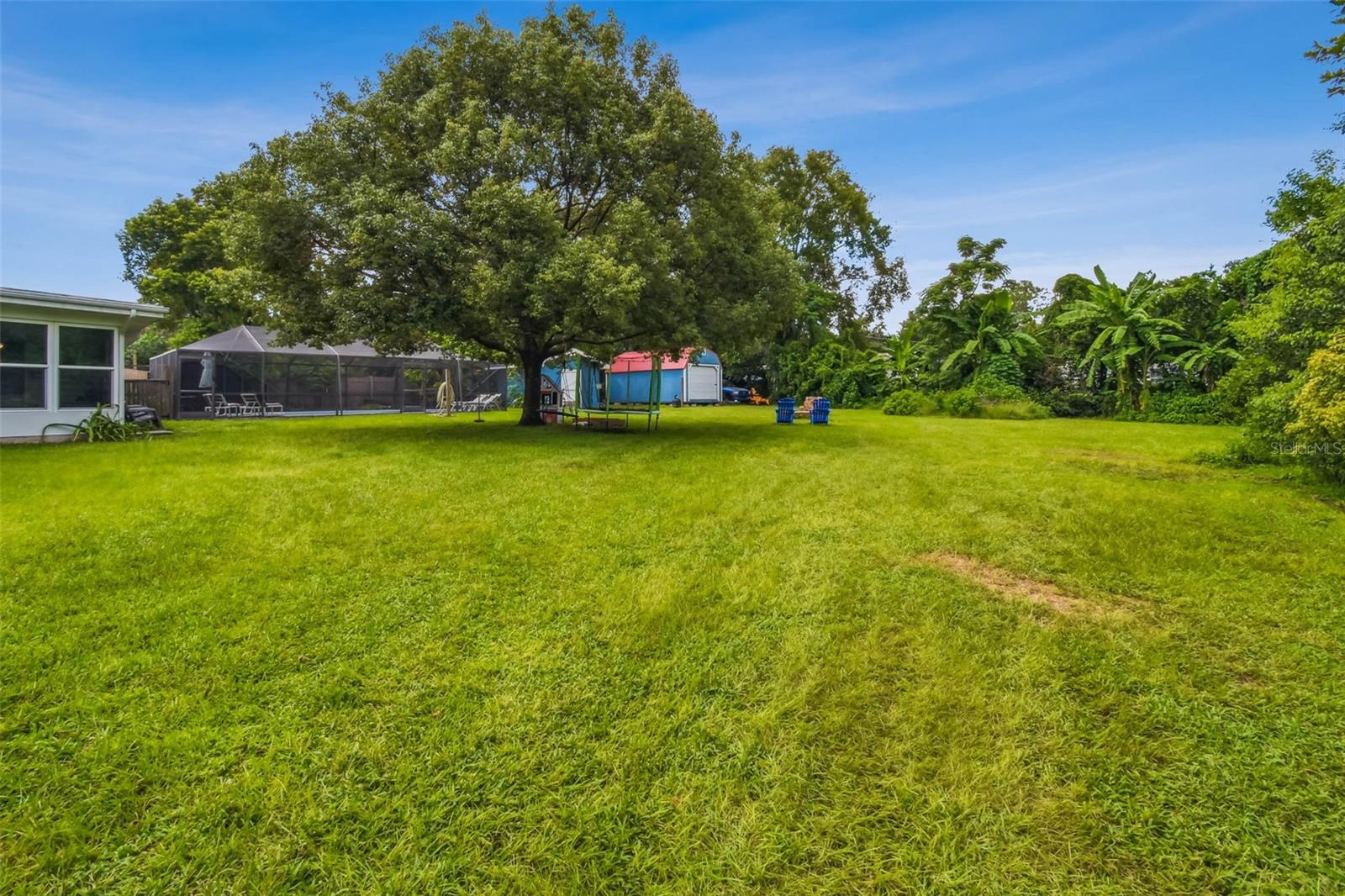 This beautiful backyard oak tree has great symmetry!