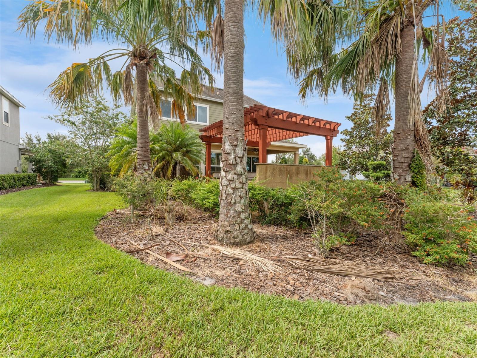Back Yard with Palm Tress!