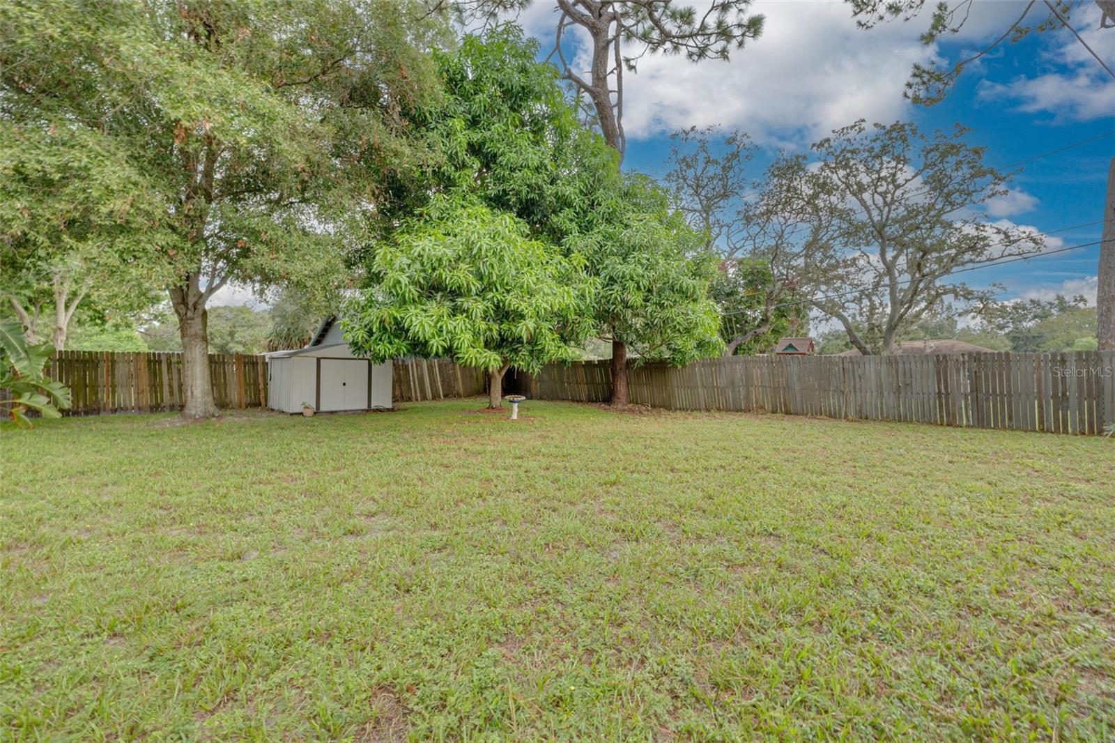Back yard