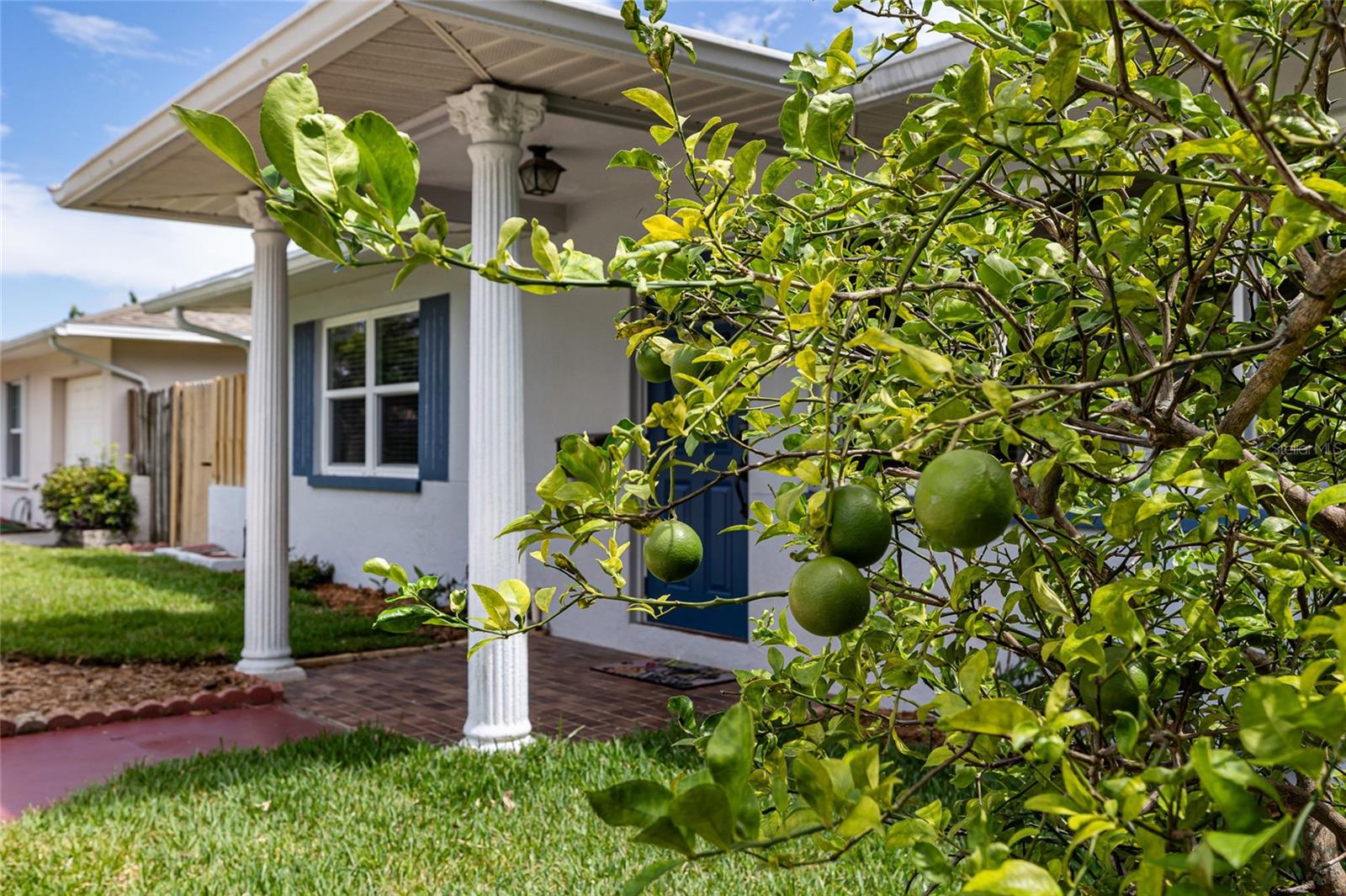 Lime Tree