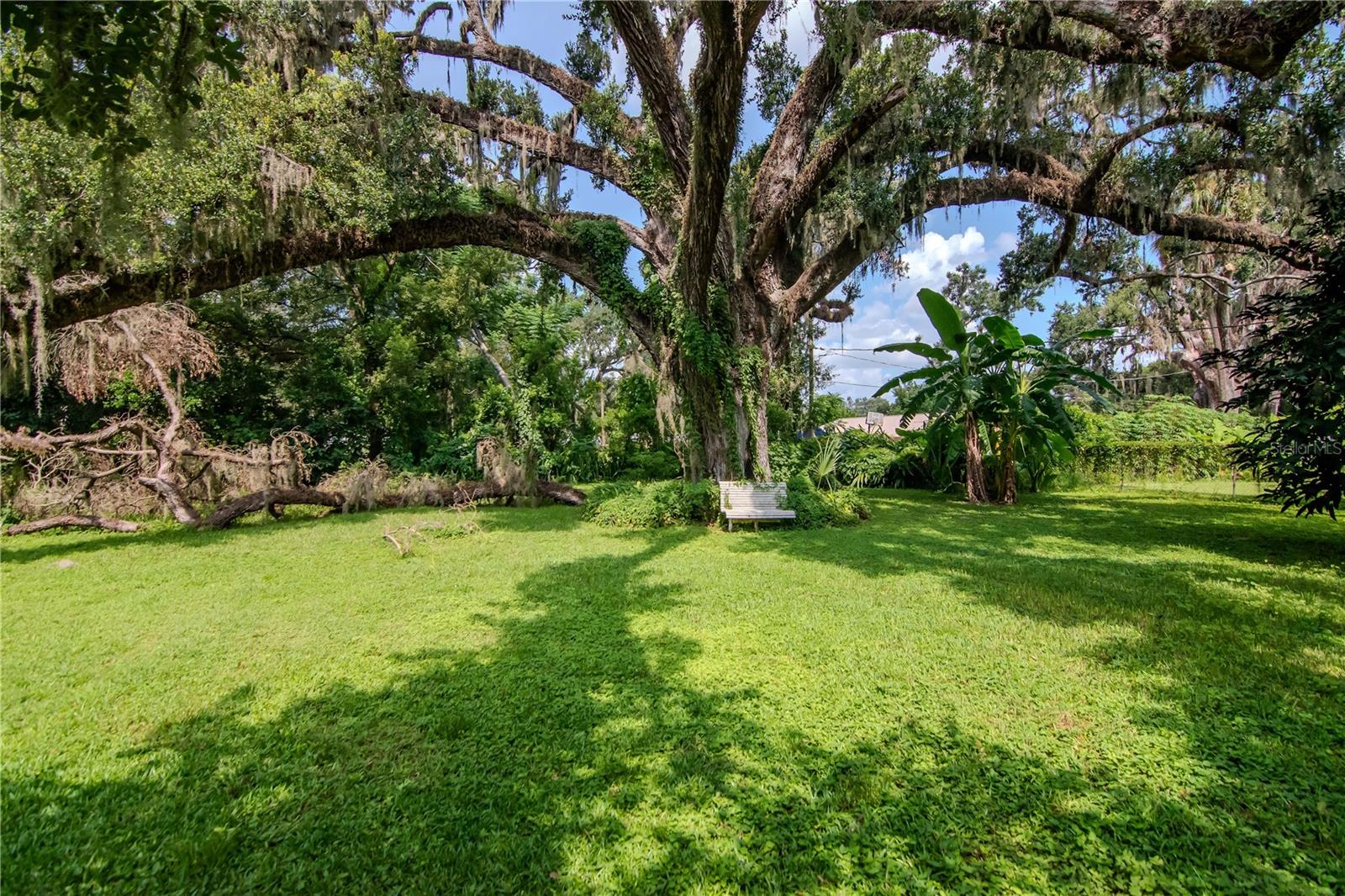 Huge Peaceful Property with fruit trees