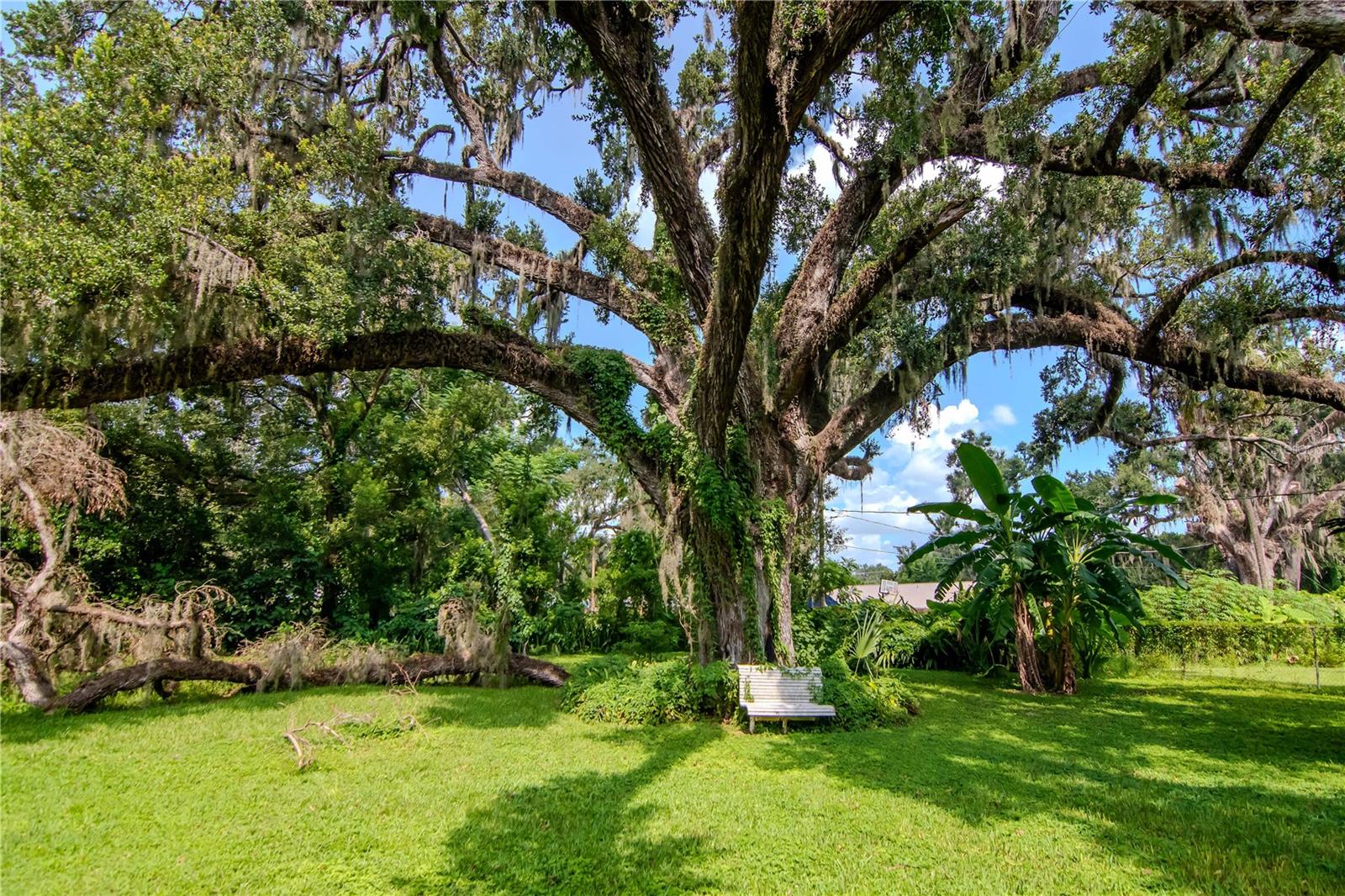 Huge Peaceful Property with fruit trees