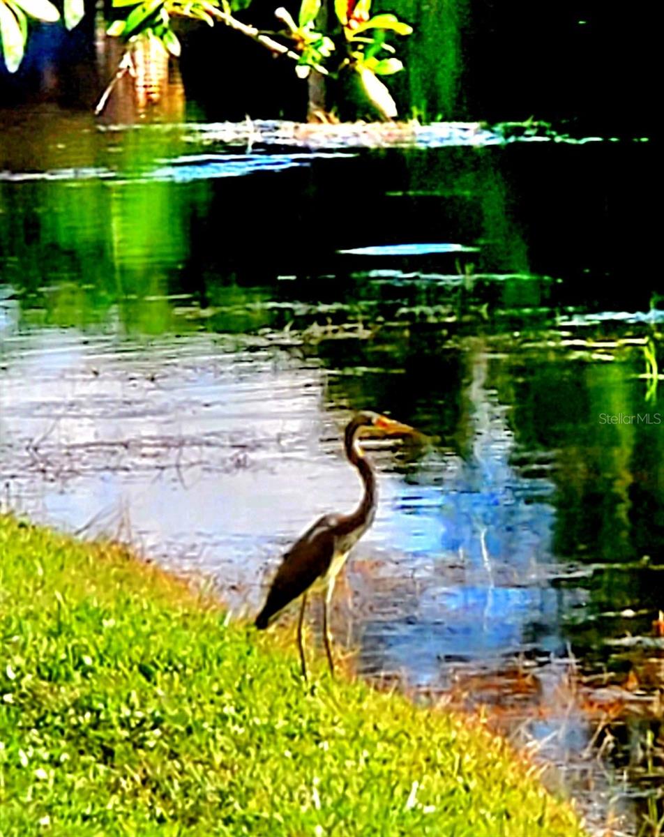 WILDLIFE