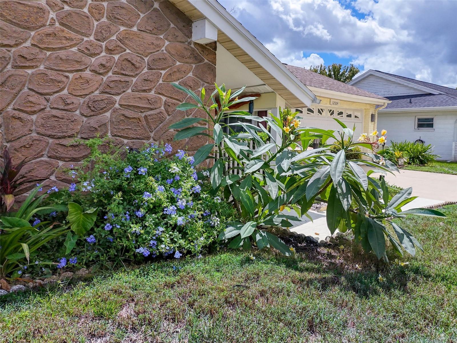 PLUMERIA IS BLOOMING!