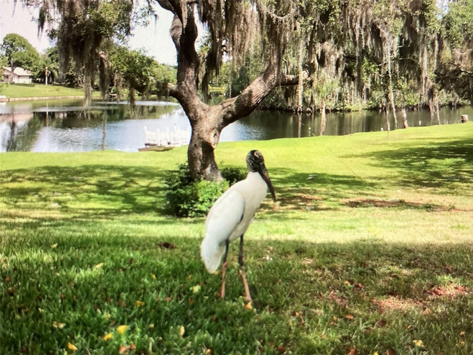 LOCAL WOOD STORK STOPPING BY TO SAY HI!