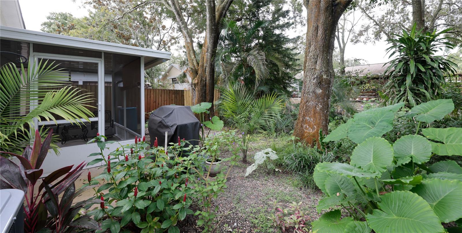 Tropical Backyard