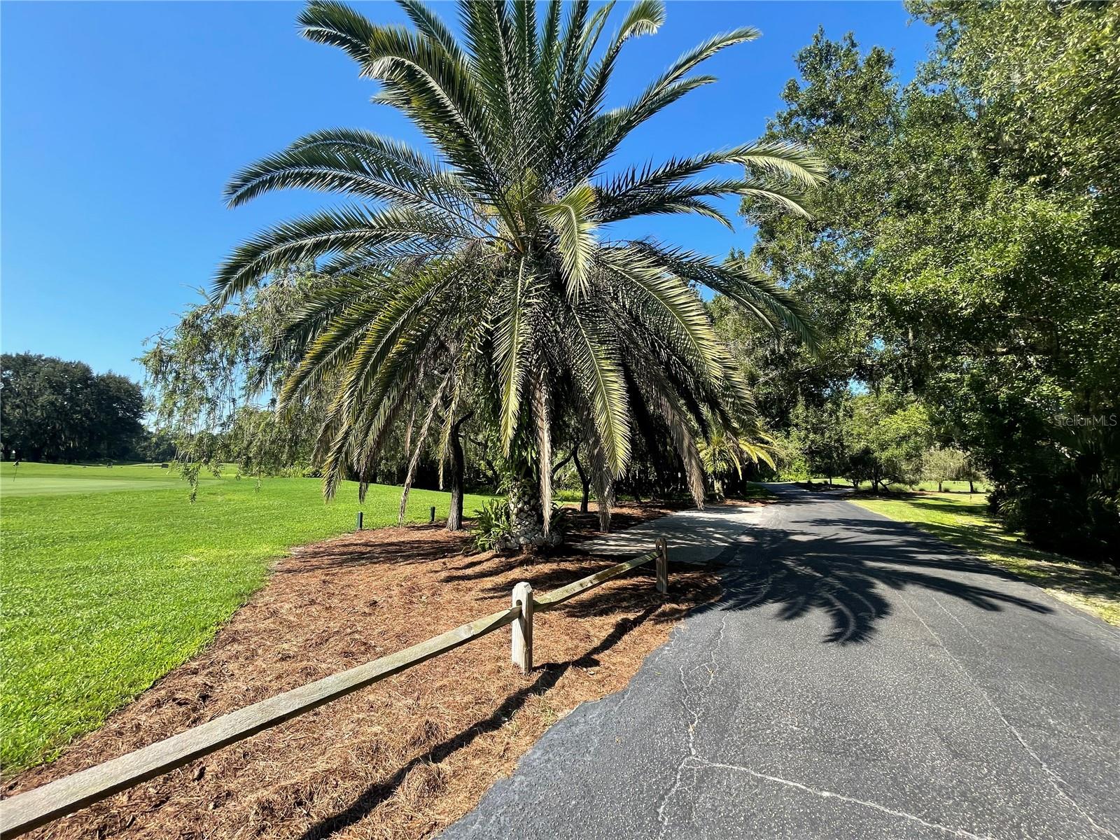 palms in Florida!