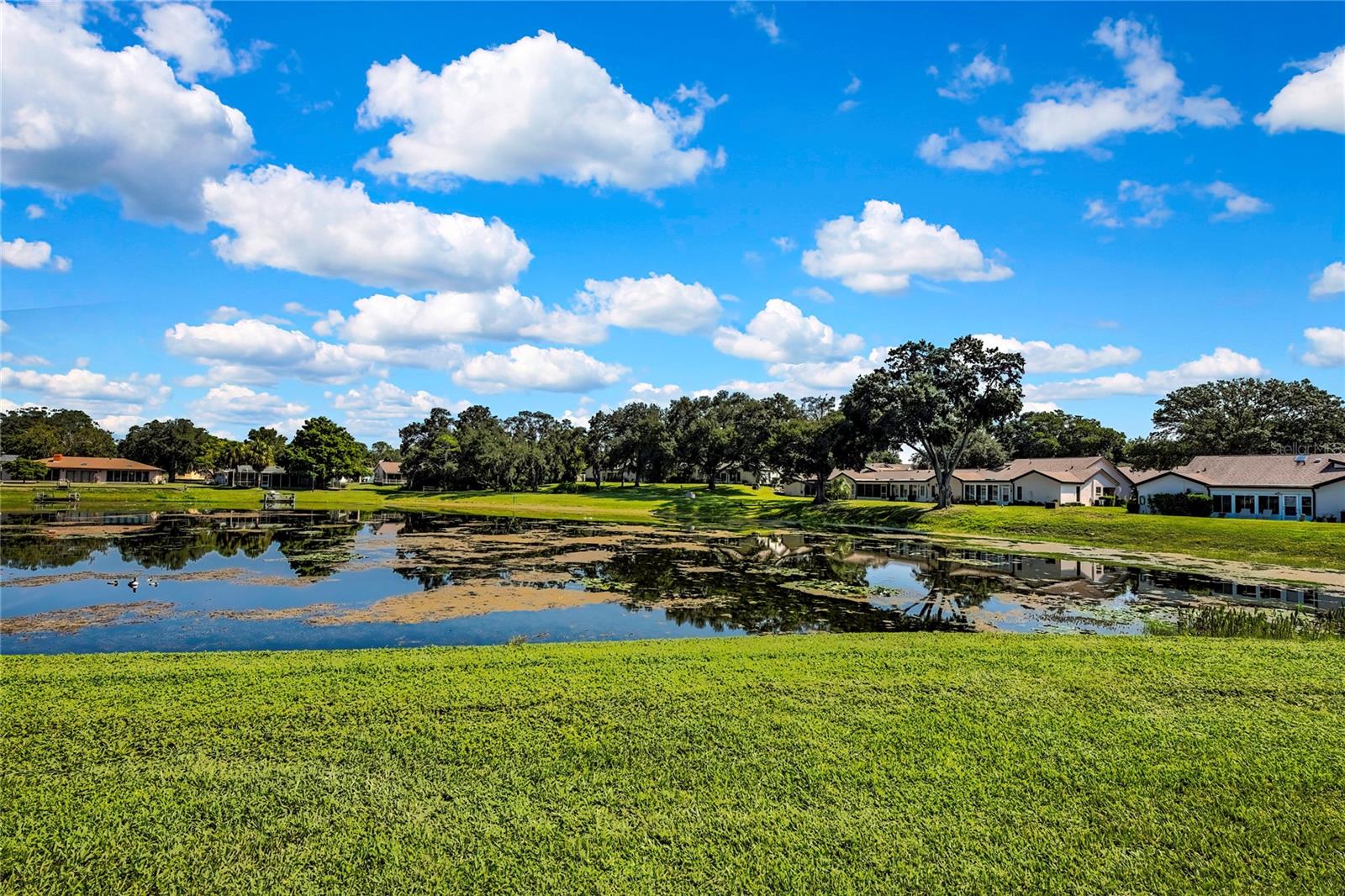 Pond view