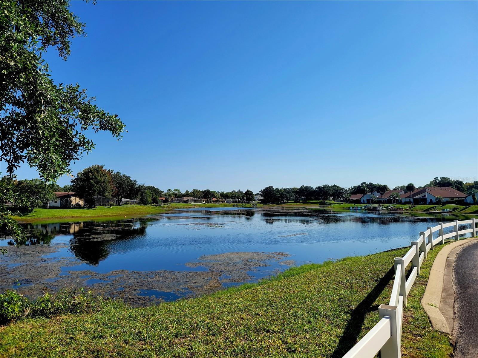 Pond view
