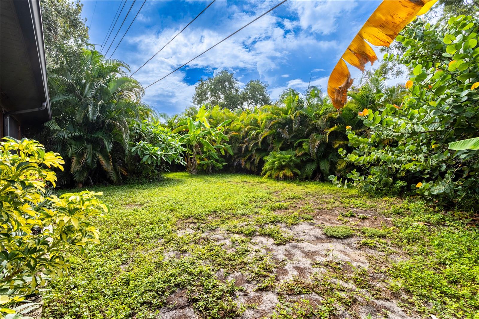 Backyard!
