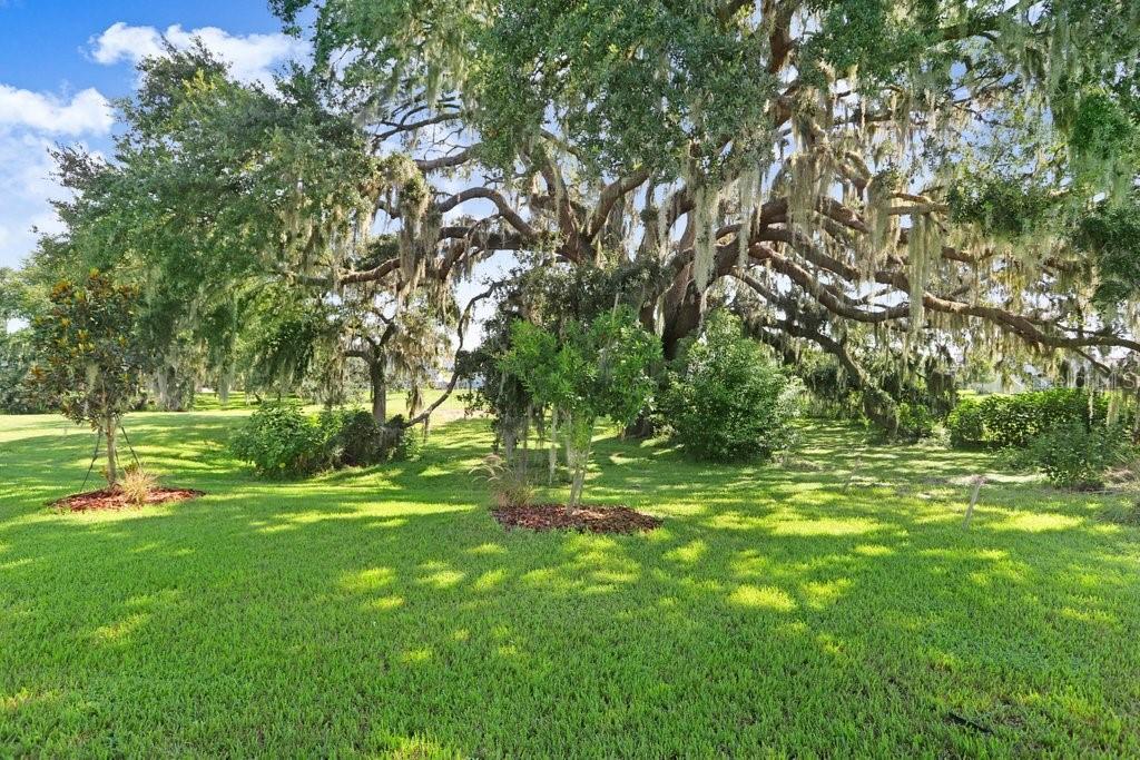 Amazing backyard view