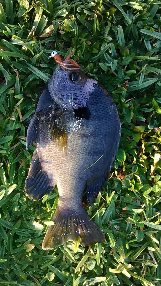 Fish from Lake Shangri La