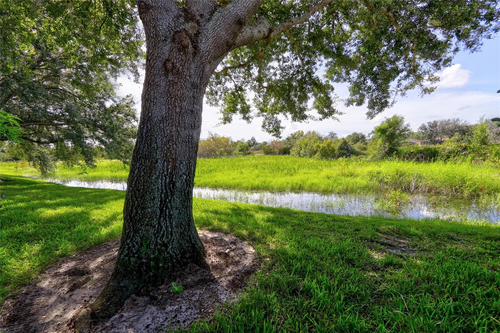Pond View