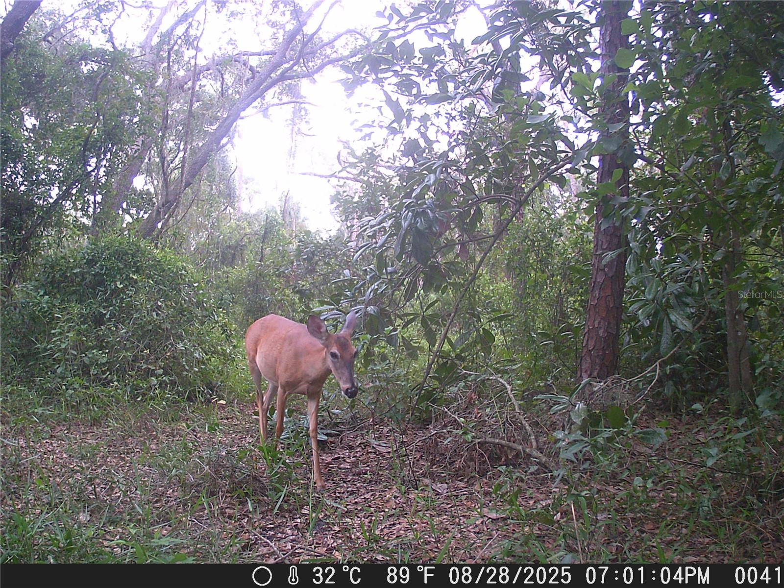 wildlife on property