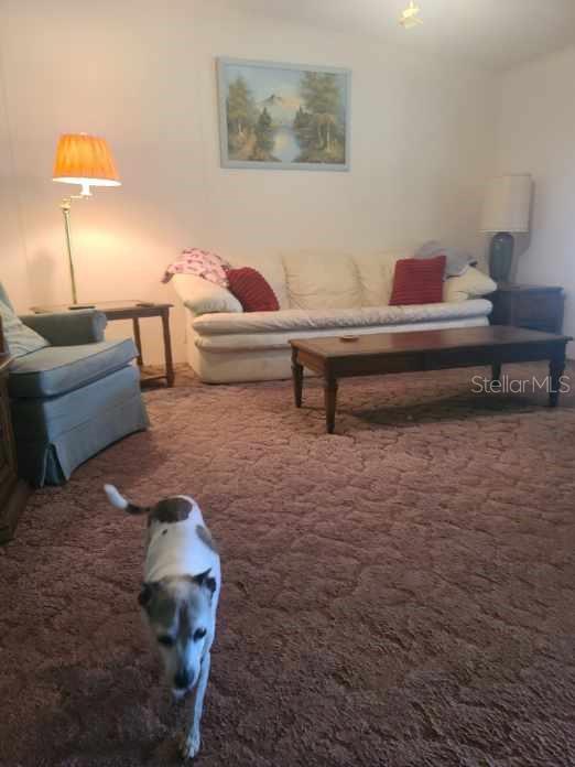 Living room...this sweet dog does NOT convey, lol