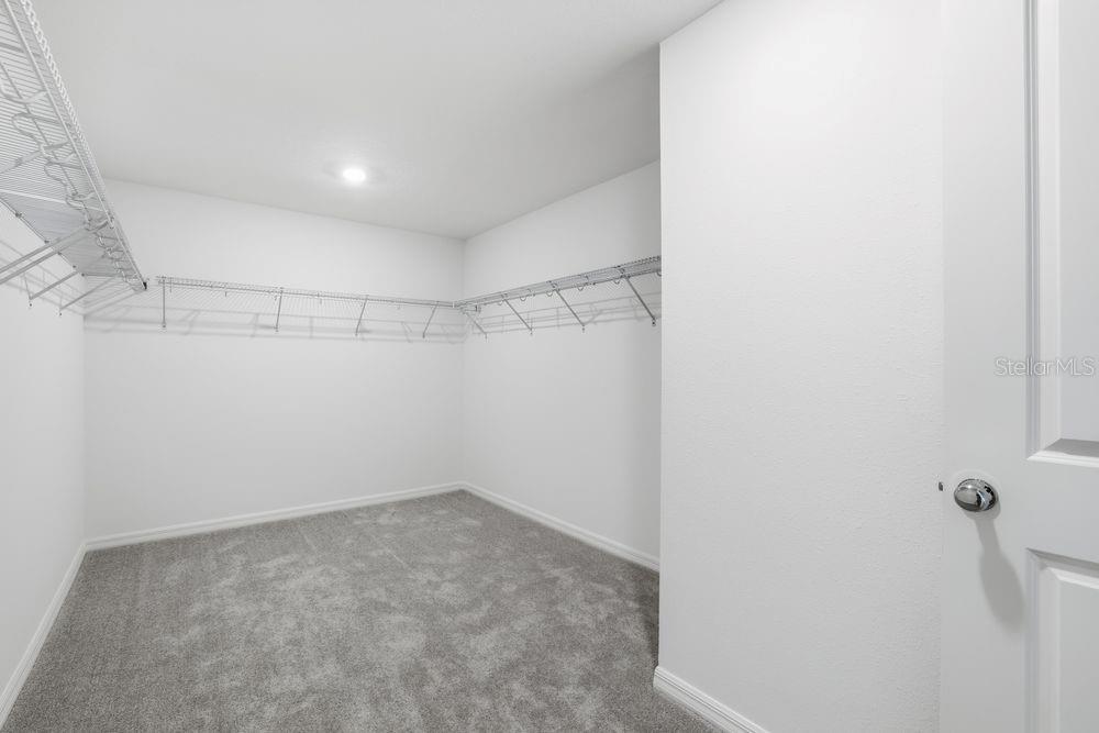 12462 Whisk ~ Ready Now