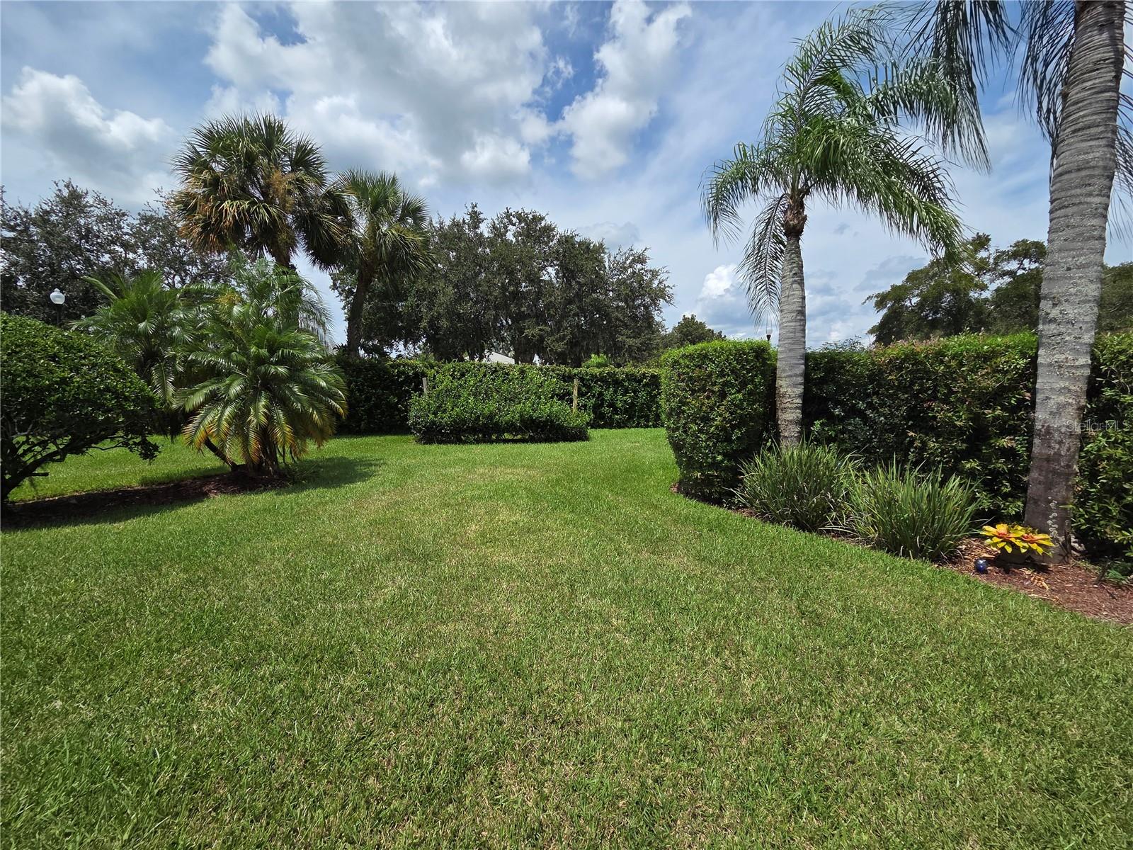 Back yard
