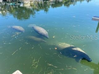 Daily visits from local marine life
